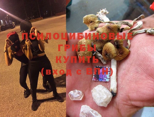 стаф Аркадак